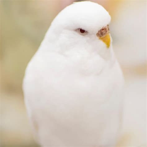 Albino Muhabbet Kuşları Nasıl Görür?